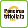 Poncirus trifoliata